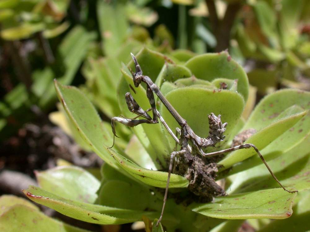Empusa pennata